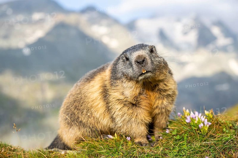 Alpine marmot (Marmota marmota) in autumn, Grossglockner, High Tauern National Park, Austria, Europe