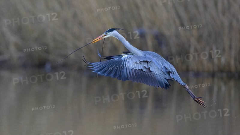 Grey heron (Ardea cinerea), in flight with a twig in its beak, Neckar valley, Baden-Württemberg, Germany, Europe