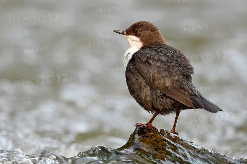 By a rushing stream... White-throated Dipper (Cinclus cinclus) sits on a stone washed over by water in the middle of a stream, highly specialised bird, only native songbird that can dive, lives in clean streams and rivers, native birds, wildlife, nature, Lower Rhine, North Rhine-Westphalia, Germany, Western Europe, Europe