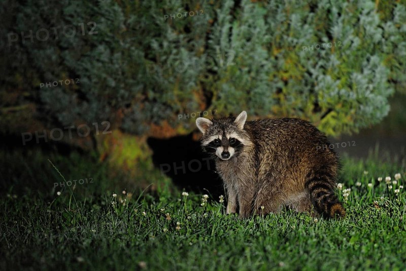 Surprised... Raccoon (Procyon lotor) at midnight in a garden, looks surprised into the camera, invasive species, newcomer, neozoan, endangered native species, Hesse, Germany, Western Europe, Europe