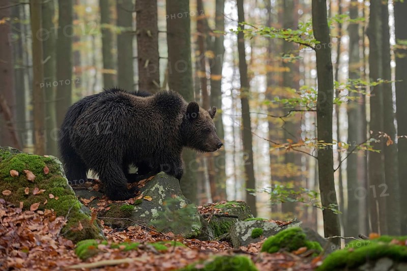 Early in the morning... European brown bear (Ursus arctos) standing on a slope on some rocks in the forest, looking around, exploring the surroundings, young loner
