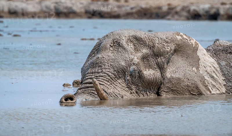 African elephant (Loxodonta africana), adult, swimming in a waterhole, animal portrait, Nxai Pan National Park, Botswana, Africa