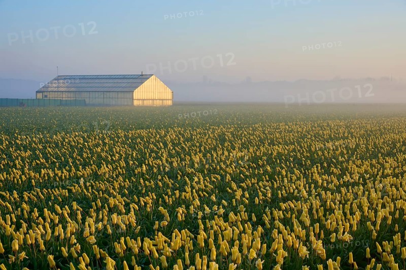 Greenhouse at the edge of a huge tulip field at sunrise and fog, Sassenheim, province of South Holland, Netherlands