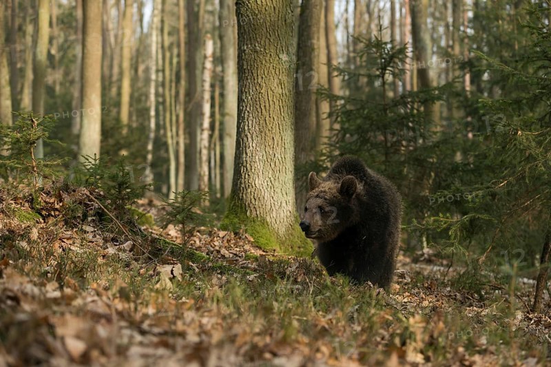 Roaming... European brown bear (Ursus arctos), young bear, young wandering through a forest, native wildlife, nature
