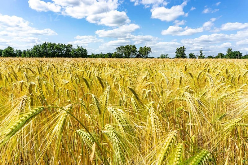 Grain field, in front of harvest, barley, near Bottrop-Kirchhellen, North Rhine-Westphalia, Germany, Europe