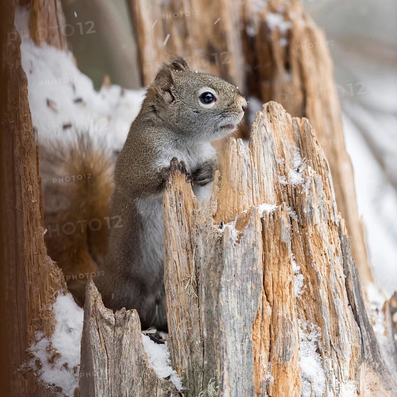 Sneezy... American red squirrel (Tamiasciurus hudsonicus), looking out of an old, broken tree stump in winter, cute picture, Yellowstone, Wyoming, North America, United States of America