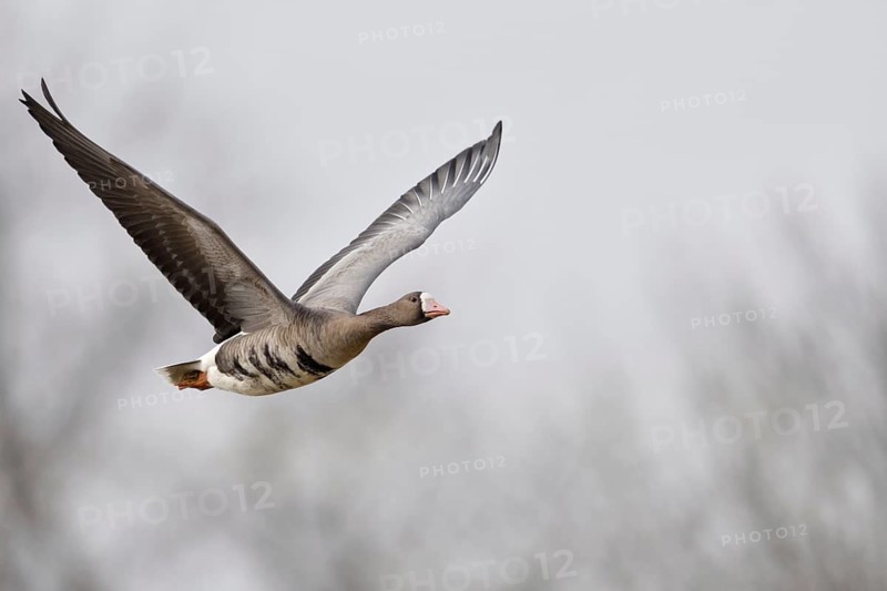 Flight photo... White-fronted goose (Anser albifrons), flying goose, wild goose in flight on the Lower Rhine, white-fronted geese have a wingspan of far more than one metre, are very persistent fliers, commute as migratory birds between breeding grounds and wintering grounds, Lower Rhine, North Rhine-Westphalia, Germany, Western Europe, Europe