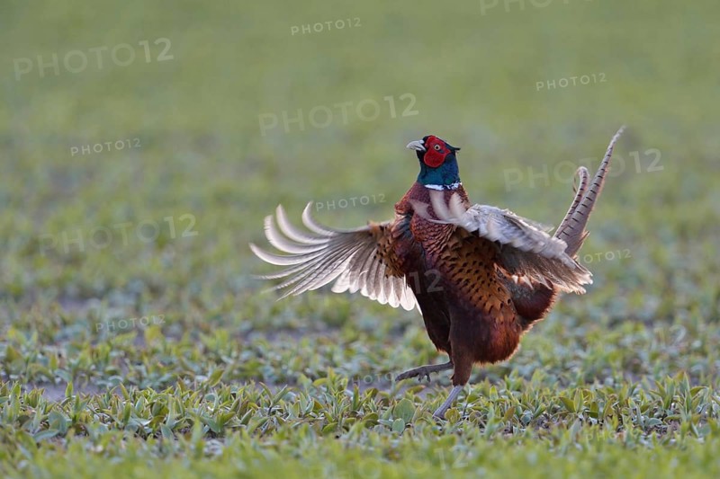 Early in the morning... Hunting pheasant (Phasianus colchicus), pheasant asserts its territorial claim with a fluttering leap and a widely audible pheasant cry, mating, mating behaviour, Lower Rhine, North Rhine-Westphalia, Germany, Western Europe, Europe