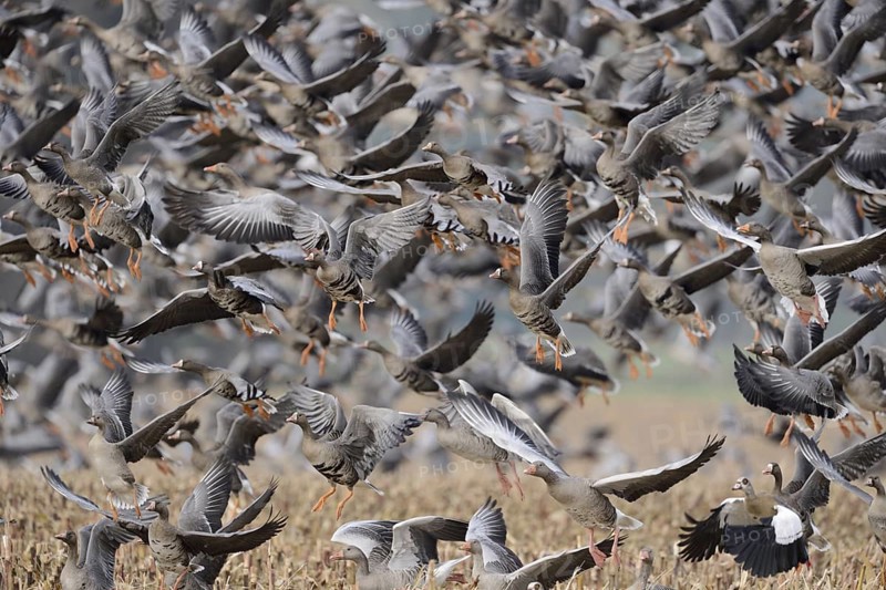 Wild geese, mainly white-fronted geese (Anser albifrons) fly up in panic after a disturbance, large flock of geese, flock of birds, fly up from a stubble field in autumn, wildlife, Bislicher Insel, Wesel district, Rhineland, Lower Rhine, North Rhine-Westphalia, Germany, Western Europe, Europe