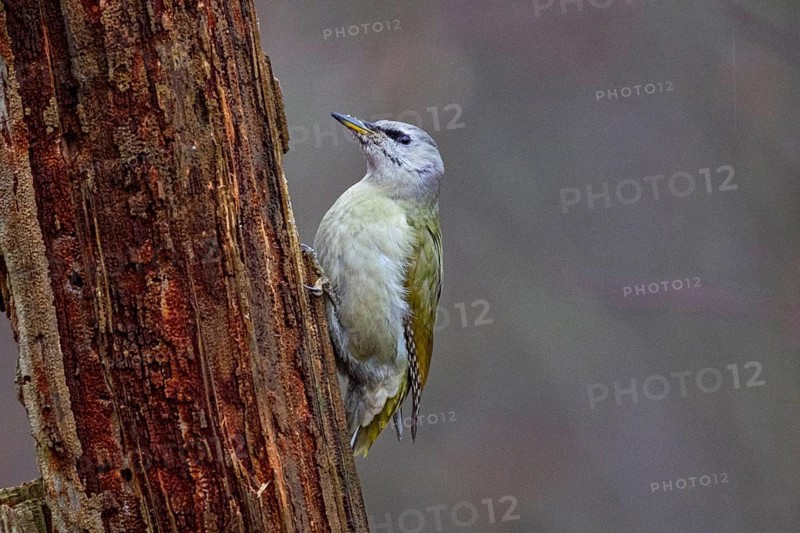 Grey-headed Woodpecker (Picus canus) wbl Germany