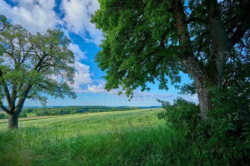 Green fields and trees with a blue sky in the background, summer, Katzenbuckel, Waldbrunn, Neckar-Odenwald-Kreis, Odenwald, Baden-Württemberg, Germany, Europe