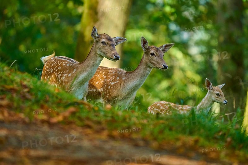 Fallow deer (Dama dama), female, group of fallow deer with fawn looking around attentively in the forest, Germany, Europe