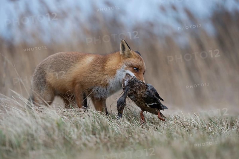 With mallard... Red fox (Vulpes vulpes), fox with prey in catch, has captured a duck, successful hunter, native predator, predatory game, small game, predator, native wildlife, nature, wildlife, North Rhine-Westphalia, Germany, Europe