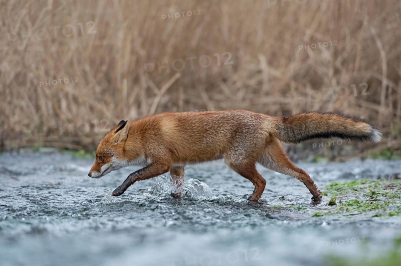 Off through the water... Red fox (Vulpes vulpes) running through a stream, crossing a body of water, at high water, native wildlife, mammals, native nature, North Holland, Netherlands, Western Europe