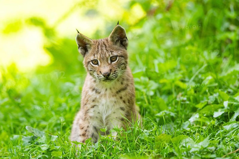 Eurasian lynx (Lynx lynx) youngster on a meadow, Bavaria, Germany, Europe