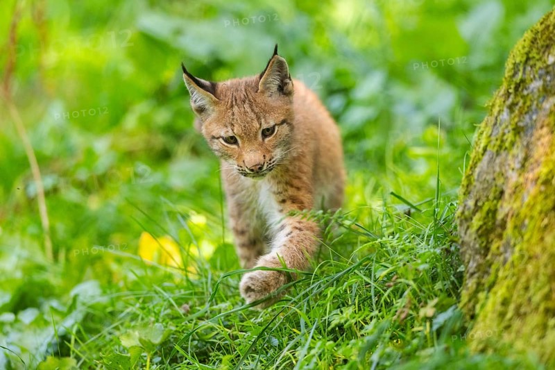 Eurasian lynx (Lynx lynx) youngster on a meadow, Bavaria, Germany, Europe