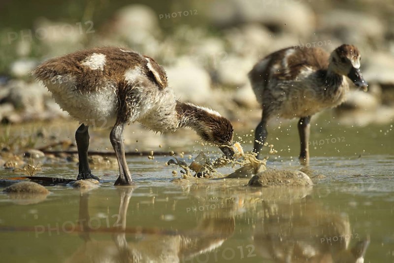Egyptian goose (Alopochen aegyptiaca) young bird eating fish waste in a gravel pit, Allgäu, Bavaria, Germany, Allgäu, Bavaria, Germany, Europe