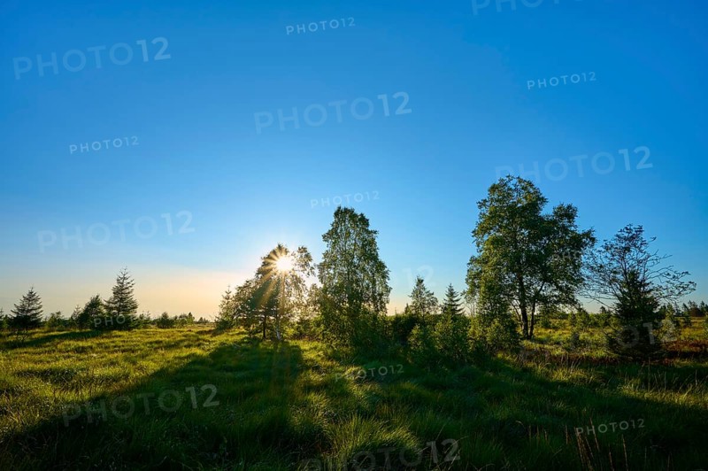 Sunbeams break through the trees in a green landscape under a clear sky, High Fens, Eifel, Liège, Belgium, Europe