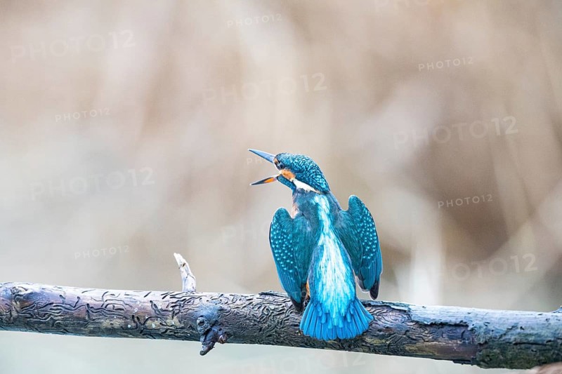 Kingfisher (Alcedo atthis) Germany