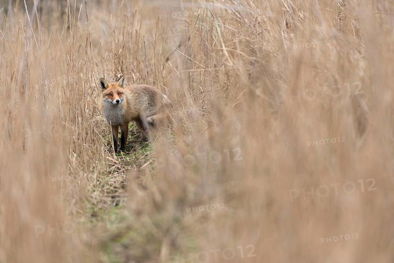 Caution... Red fox (Vulpes vulpes) standing on a fox pass in high, dry reed grass. is suspicious, waits, keeps its distance, native nature, North Holland, Netherlands, Western Europe