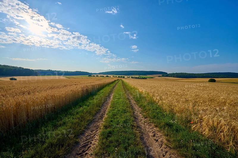 A field path leads through golden grain fields under a bright blue sky with few clouds, summer, Höhefeld, Wertheim, Baden-Württemberg, Germany, Europe