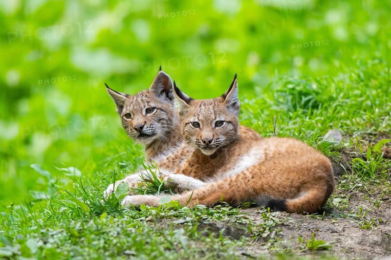 Eurasian lynx (Lynx lynx) youngsters on a meadow, Bavaria, Germany, Europe