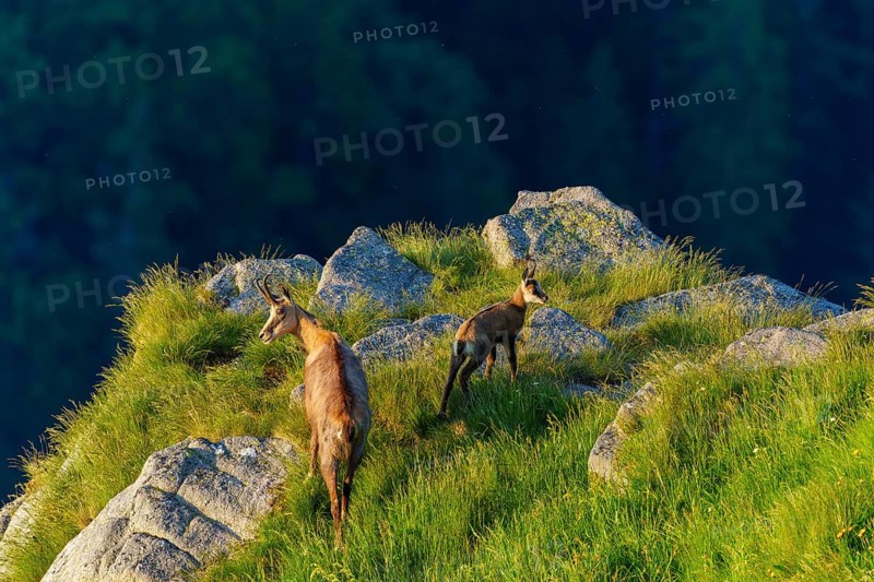 Two chamois on rocky terrain with panorama in the evening light, chamois, chamois, (Rupicapra rupicaprae), wildlife, Vosges, France, Europe