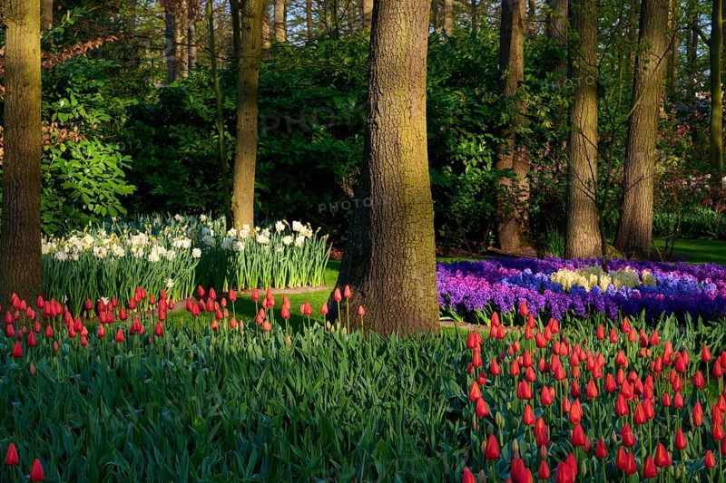 A section of woodland lined with tulips, daffodils and hyacinths in lush flowerbeds, Keukenhof, Lisse, province of South Holland, Netherlands