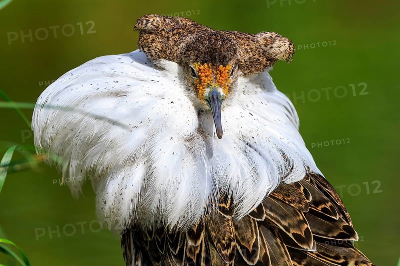Close-up of a bird with white plumage and detailed feathers, Ruff (Calidris pugnax, Syn.: Philomachus pugnax), France, Europe