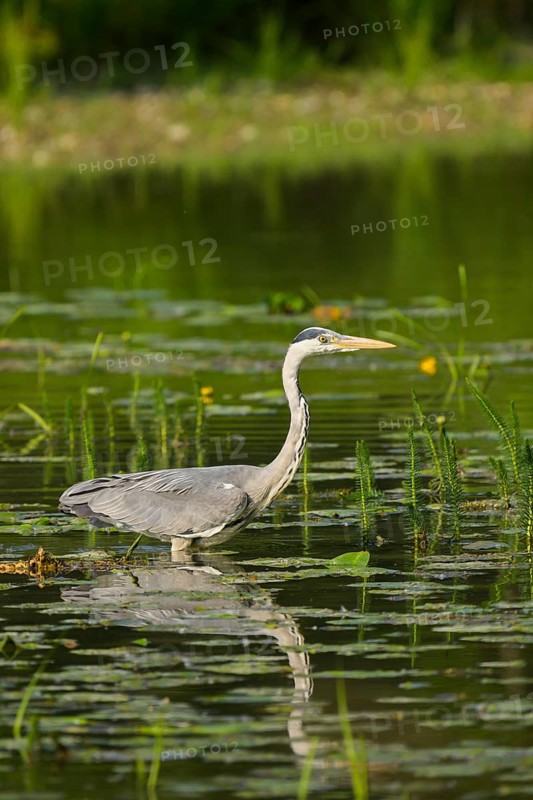 Grey heron (Ardea cinerea), water, hunting, Lower Austria