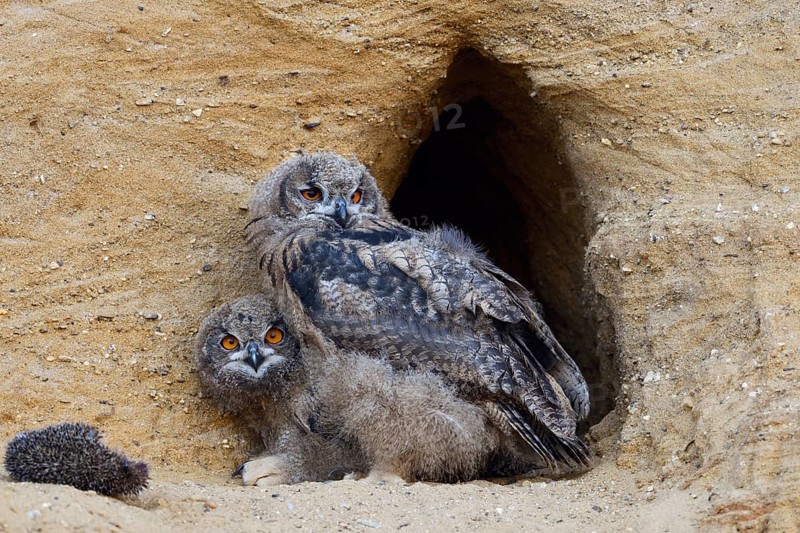 Young eagle owls... European Eagle Owl (Bubo bubo), moulting young birds at their breeding site with the remains of a hedgehog, animal children, funny picture, Lower Rhine, North Rhine-Westphalia, Germany, Western Europe, Europe