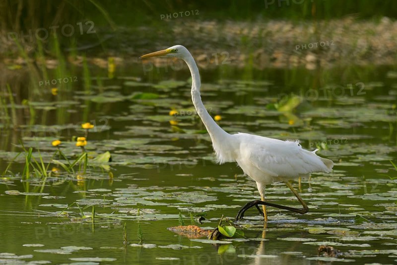 Great White Egret (Ardea alba), water, hunting, Lower Austria