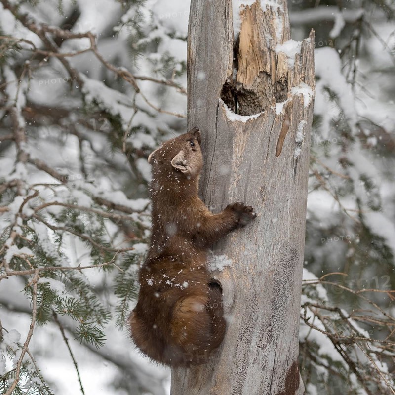 Articulated... American pine marten (Martes americana), also called spruce marten, climbing up an old rotten tree in winter during snowfall, funny animal pictures, humour, USA, Yellowstone, Wyoming, North America, United States of America, North America
