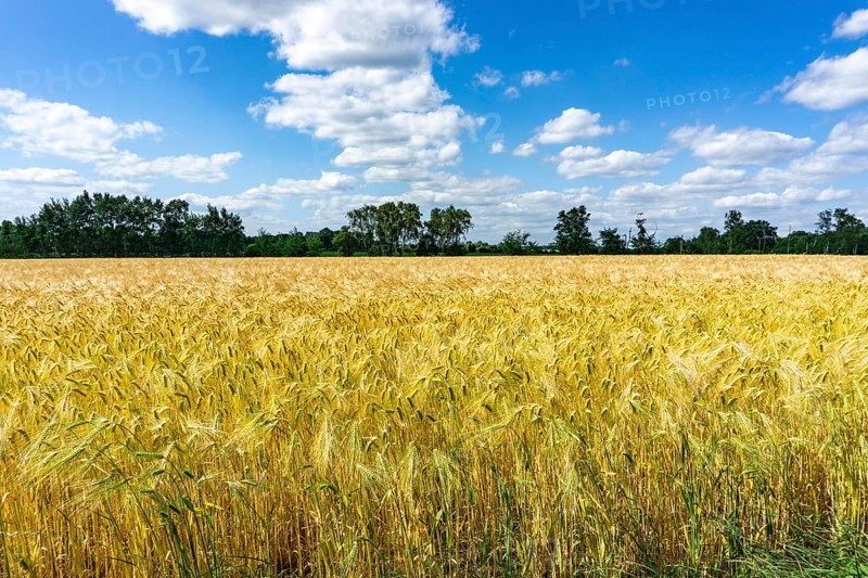 Grain field, in front of harvest, barley, near Bottrop-Kirchhellen, North Rhine-Westphalia, Germany, Europe