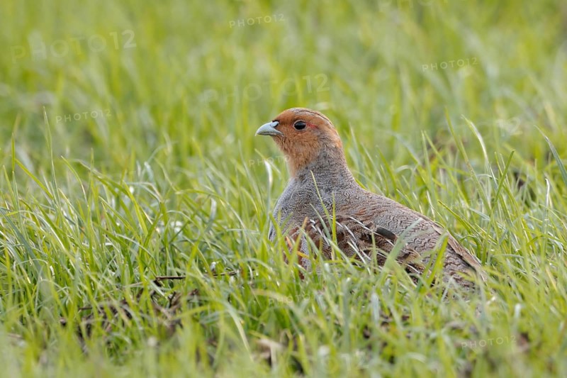 In search of habitat... Grey partridge (Perdix perdix) sitting in a young cereal field in spring, looking around, one of our most endangered, threatened field birds, species, high population declines everywhere, Lower Rhine, North Rhine-Westphalia, Germany, Western Europe, Europe