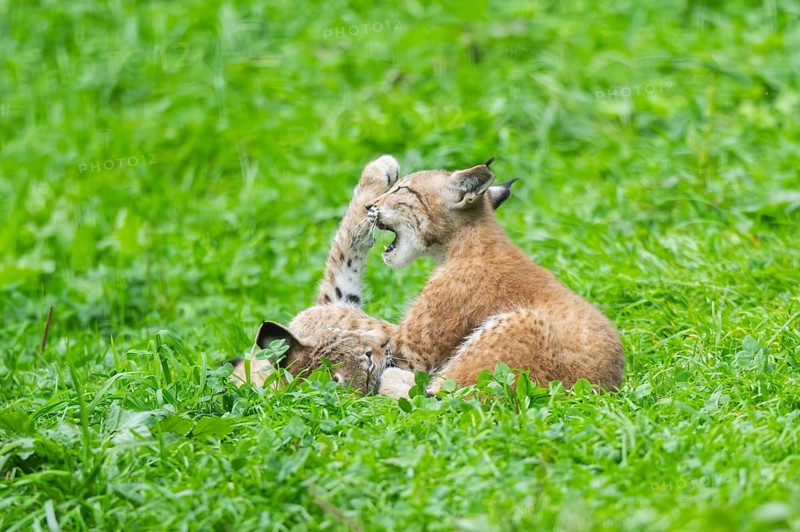 Eurasian lynx (Lynx lynx) youngster on a meadow, Bavaria, Germany, Europe