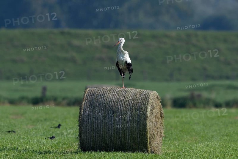 White stork (Ciconia ciconia) standing on a round hay bale, Lower Rhine, North Rhine-Westphalia, Germany, Europe