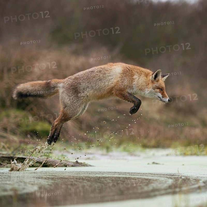 Red fox (Vulpes vulpes) in a powerful, high jump, jumping over a body of water, natural environment, native wildlife, wildlife, Europe, Netherlands, Western Europe