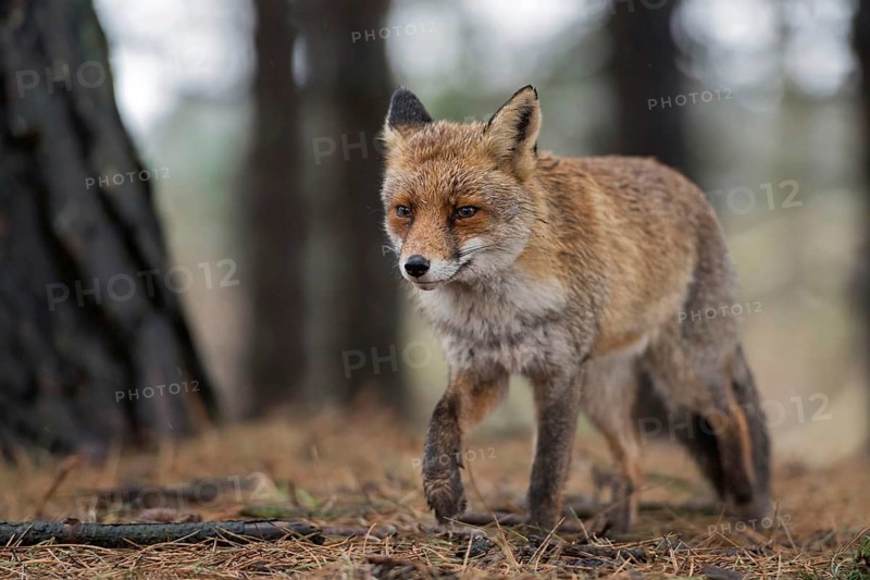 In a coniferous forest... Red fox (Vulpes vulpes), a fox walks calmly through a forest close by, pine needles lie on the ground, finely detailed photograph in natural surroundings, harmonious colours, native nature, North Holland, Netherlands, Western Europe