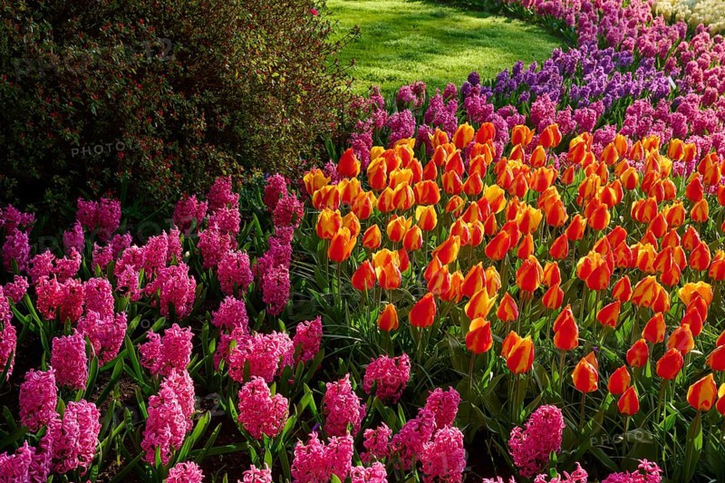 A flower bed with colourful tulips and hyacinths, Keukenhof, Lisse, province of South Holland, Netherlands
