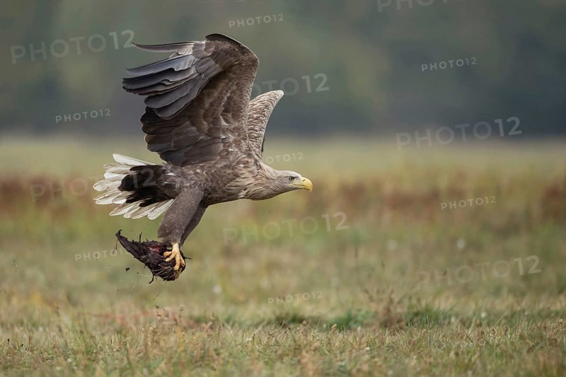 Accessed... White-tailed eagle (Haliaeetus albicilla), adult white-tailed eagle in flight with prey in its talons, presumably carrion, food opportunist, eagle taking off has a heavy load to carry, Poland, Eastern Europe, Europe