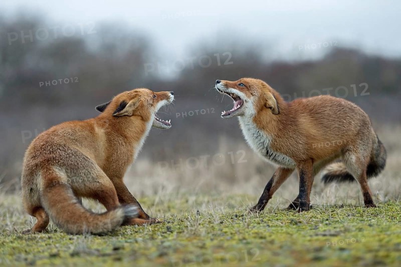 Snarling... Red fox (Vulpes vulpes), two foxes, red foxes have come into conflict during the breeding season, threaten each other, fight with each other, compete, show their teeth with wide open muzzle, territorial behaviour, territorial dispute, native wildlife, nature, native nature, North Holland, Netherlands, Western Europe
