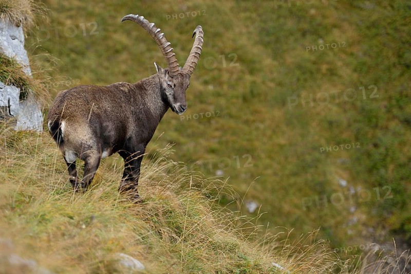 In the territory of the ibex... Alpine ibex (Capra ibex), ibex in steep terrain on a mountain meadow in the Alps, High Alps, Alps, Bernese Oberland, Switzerland, Western Europe, Europe