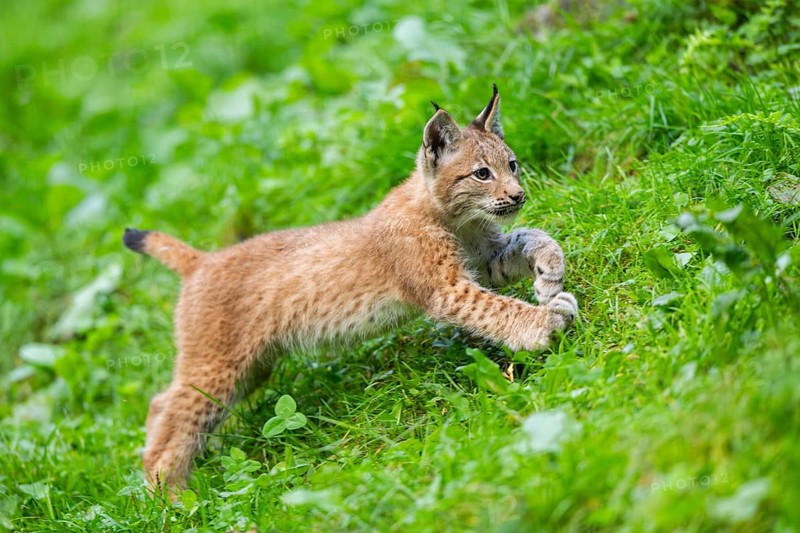 Eurasian lynx (Lynx lynx) youngster on a meadow, Bavaria, Germany, Europe