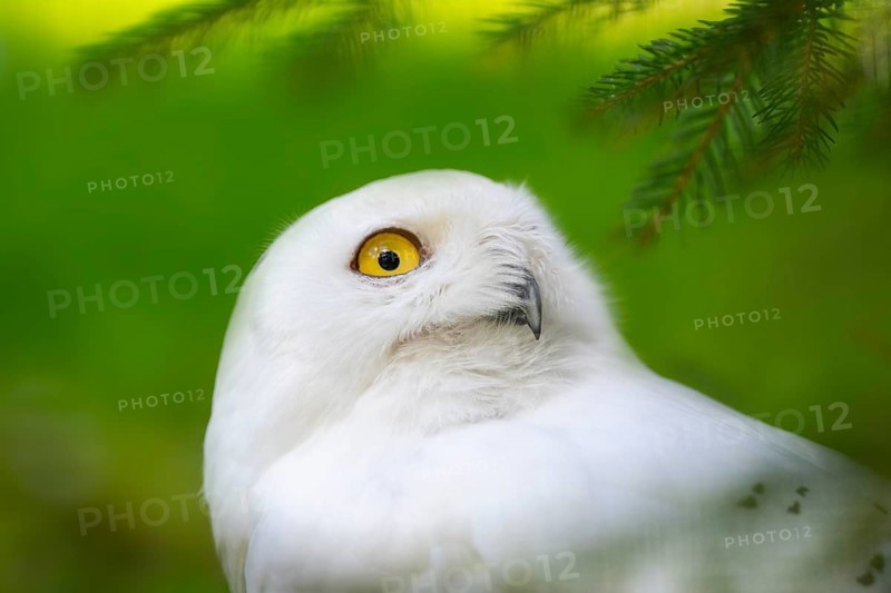 Snowy owl (Bubo scandiacus), portrait, Bavaria, Germany, Europe