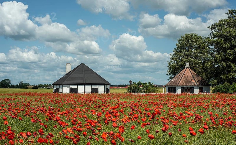 Field with flowering Poppy (Papaver rhoeas) a cottages in Ingelstorp, Ystad municipality, Skåne county, Sweden, Scandinavia, Europe
