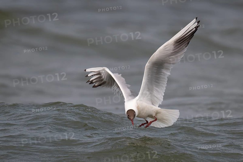 Black-headed gull (Chroicocephalus ridibundus) in summer plumage, flying above the water surface, looking for small fish, near Hvide Sande, Ringkøbing Fjord, North Sea, Denmark, Europe