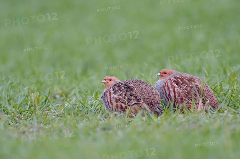 In pairs... Grey partridges (Perdix perdix) crouching in green grass, in a field in young winter wheat, species severely threatened by the intensification of agriculture, also have numerous predators, Lower Rhine, Rhineland, North Rhine-Westphalia, Germany, Western Europe, Europe