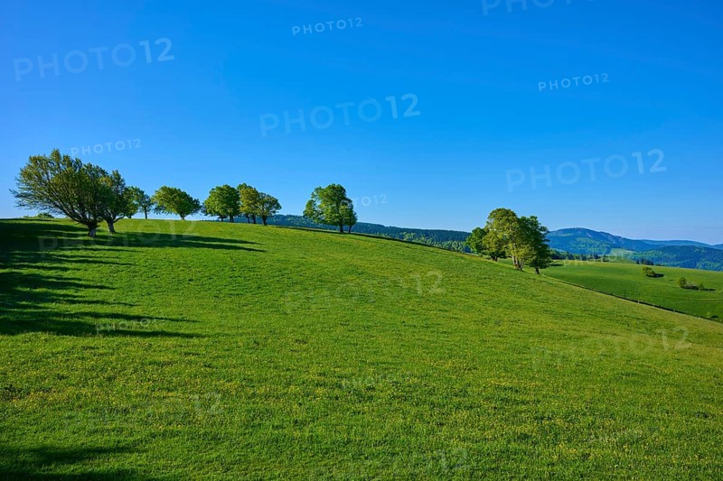 Green hilly terrain with scattered beech trees under a blue sky, spring, Schauinsland, Freiburg im Breisgau, Black Forest, Baden-Württemberg, Germany, Europe