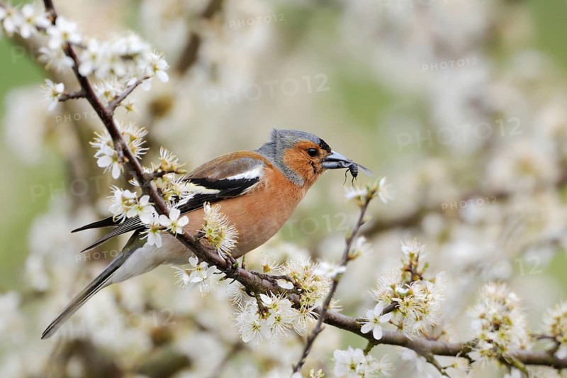 With prey... Chaffinch (Fringilla coelebs), male in splendid plumage sitting in a hawthorn bush, holding a captured insect in its beak, native birds, wildlife, nature, Lower Rhine, Rhine district Neuss, North Rhine-Westphalia, Germany, Western Europe, Europe
